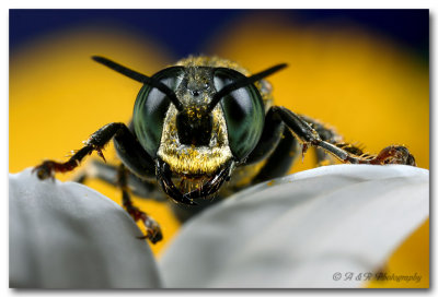 bee fly pc.jpg