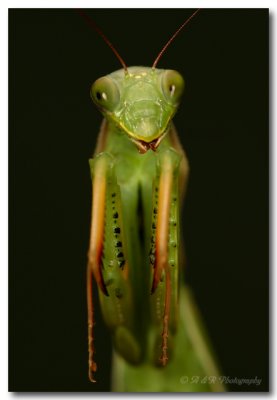 Praying Mantis 2 pc.jpg