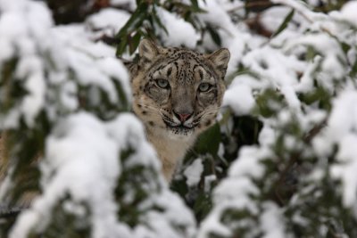 snow leopard fm.jpg