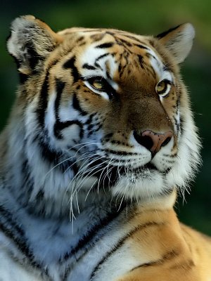 Tiger dic.jpg