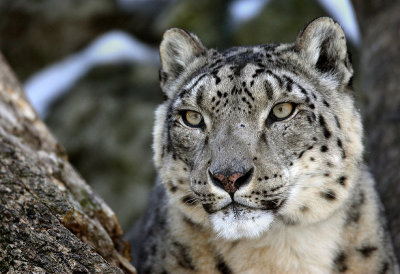 Snow Leopard dci.jpg