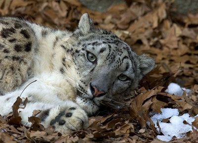 Snow leopard 2.jpg