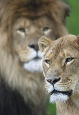 Lion Pair.jpg