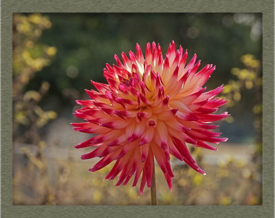 dahlias_12
