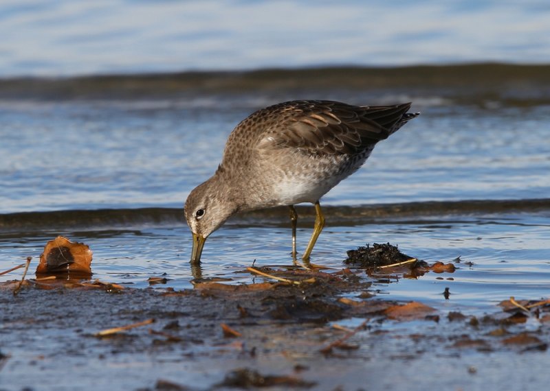 Long-billed Dowitcher