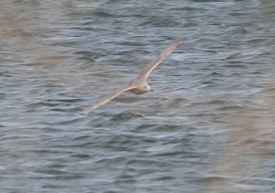 Kumlien's Iceland Gull (ostensible)