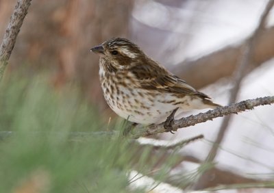 Purple Finch