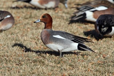 Eurasian Wigeon