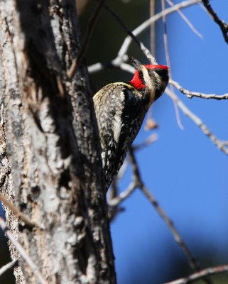 Yellow-bellied Sapsucker (putative)