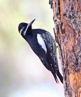 Williamson's Sapsucker