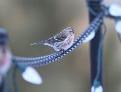 Hoary Redpoll m.(ostensible)