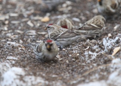 Hoary Redpoll f.(ostensible)