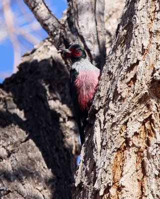 Lewis's Woodpecker