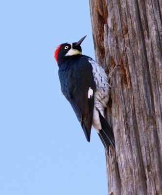 Acorn Woodpecker