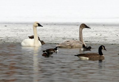 Trumpeter Swan