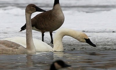 Trumpeter Swan