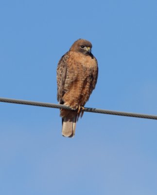 Red-tailed Hawk (Western)