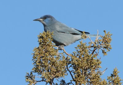 Pinyon Jay