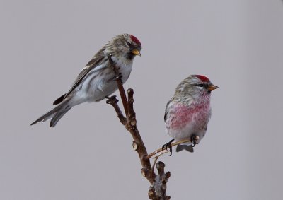 Common Redpoll