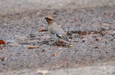 Bohemian Waxwing