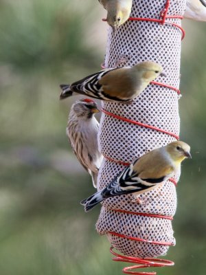 Common Redpoll