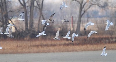 Iceland (Thiceland) Gull