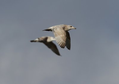 Glaucous-winged X Herring Gull