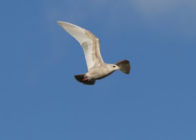 Glaucous-winged X Herring Gull