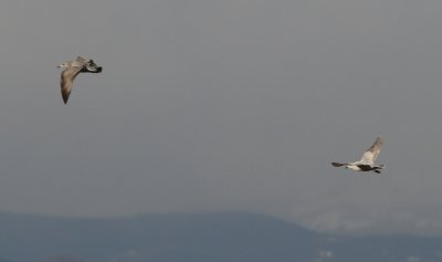 Glaucous-winged X Herring Gull right, Herring Gull left