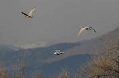 Glaucous-winged X Herring Gull right, Herring Gull left