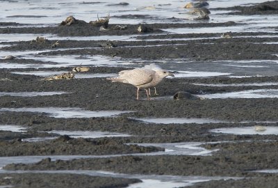 Glaucous-winged X Herring Gull