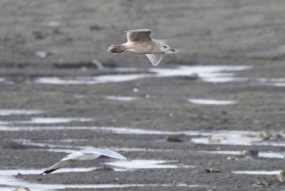 Glaucous-winged X Herring Gull