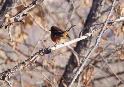 Eastern Towhee