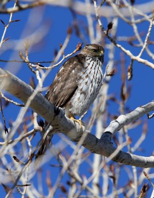 Cooper's Hawk