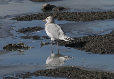 Thayer's Gull