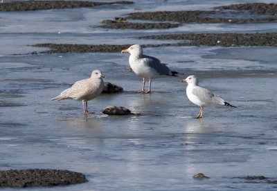 Kumlien's Iceland Gull