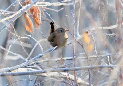 Winter Wren