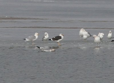Lesser Black-backed Gull (intermedius)