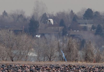 Iceland Gull