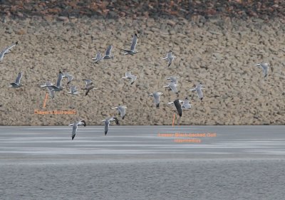 S. Platte Reservoir gulls