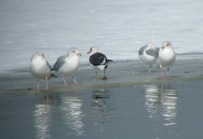 Lesser Black-backed Gull (intermedius)