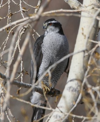 Northern Goshawk