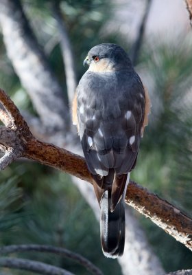 Sharp-shinned Hawk