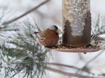 Gray-crowned Rosy-Finch