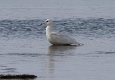 Glaucous Gull