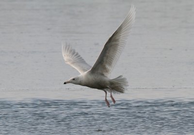 Glaucous Gull