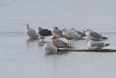 gulls 5 species