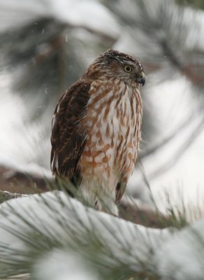 Sharp-shinned Hawk