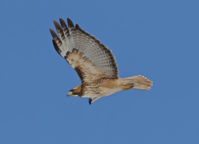 Red-tailed Hawk