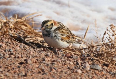 Lapland Longspur